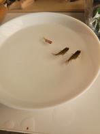 3x Baby oranda goudvissen (leeuwenkop sluierstaart)