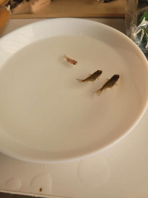 3x Baby oranda goudvissen (leeuwenkop sluierstaart), Dieren en Toebehoren, Vissen | Aquariumvissen