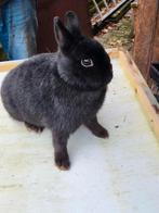 Dwergkonijnen, Dieren en Toebehoren, Meerdere dieren, Groot
