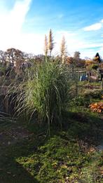 Pampasgras - Siergras voor je tuin!, Ophalen, Siergrassen, Volle zon