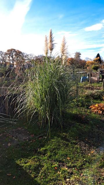 Pampasgras - Siergras voor je tuin! beschikbaar voor biedingen