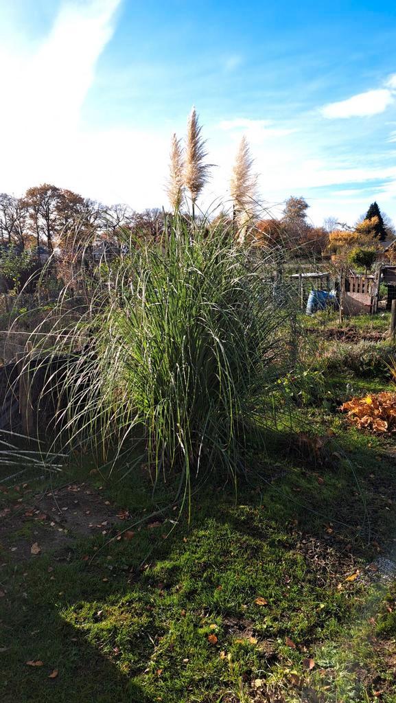 Pampasgras - Siergras voor je tuin!, Tuin en Terras, Planten | Tuinplanten, Siergrassen, Volle zon, Ophalen