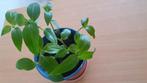 Tradescantia geen hill plant, Ophalen, Overige soorten, Minder dan 100 cm