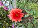 Dahlia knollen, Ophalen, Volle zon, Knol
