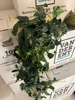 Kunstplanten Set - Hangplanten & Hertshoornvarens, Ophalen, Zo goed als nieuw, Binnen