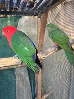 Kweekkoppel australische koningsparkiet tam, Dieren en Toebehoren, Vogels | Parkieten en Papegaaien, Meerdere dieren, Parkiet