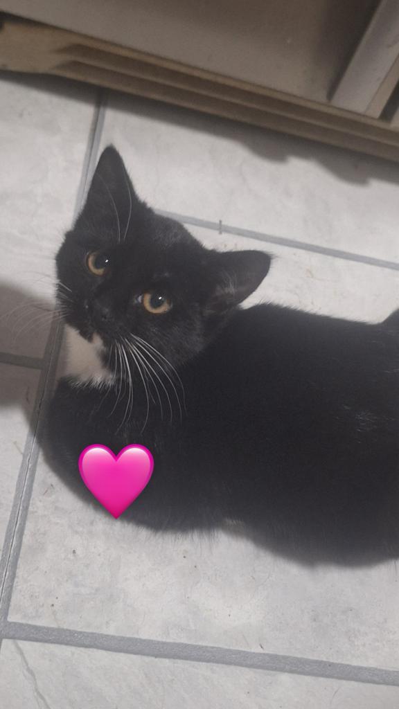 Kittens 13 weken, Dieren en Toebehoren, Katten en Kittens | Overige Katten, Meerdere dieren