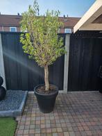 Grote Olijfboom met Pot, Bloeit niet, 100 tot 250 cm, Olijfboom, Ophalen