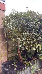 Camellia japonica, Halfschaduw, Lente, 100 tot 250 cm, Ophalen