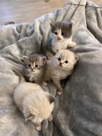 Ragdoll kittens met stamboom, Dieren en Toebehoren, Meerdere dieren, Gechipt, 0 tot 2 jaar
