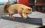 Taxidermie zeer mooie grote opgezette volwassen vos top item, Ophalen