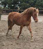 2.5 jarige Welsh ruin B en C pony, Dieren en Toebehoren, Pony's, Ruin, Gechipt, 0 tot 2 jaar