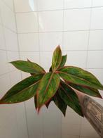 Aglaonema jungle red, Huis en Inrichting, Kamerplanten, Ophalen of Verzenden, Overige soorten, Minder dan 100 cm