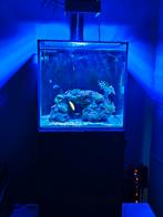 Zeeaquarium nano all in one, Ophalen, Gevuld zeewateraquarium