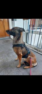 Mechelse herder teef 5 jaar zoekt ervaren baas, Dieren en Toebehoren, Honden | Herdershonden en Veedrijvers, Teef, Eén hond, 3 tot 5 jaar