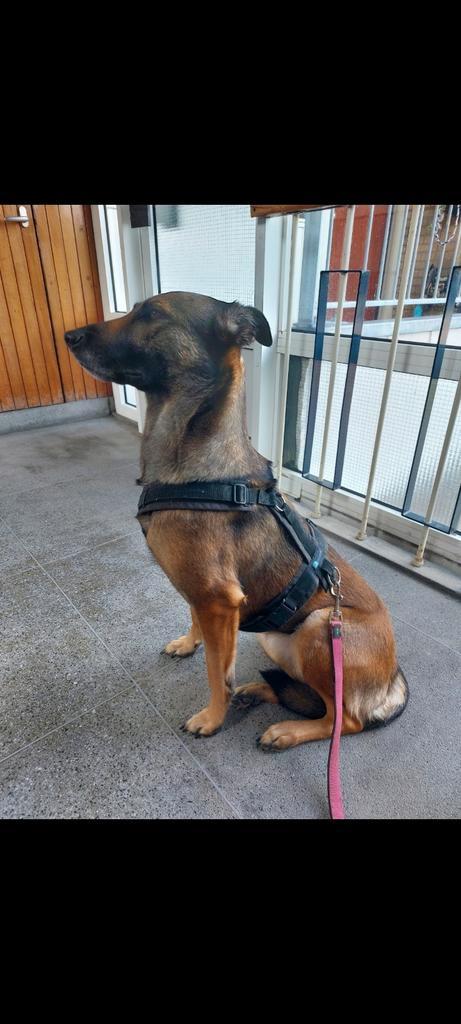 Mechelse herder teef 5 jaar zoekt ervaren baas, Dieren en Toebehoren, Honden | Herdershonden en Veedrijvers, Teef, Herder, Particulier