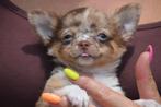 Chihuahua pups direct beschikbaar, Dieren en Toebehoren, Honden | Chihuahua's en Gezelschapshonden, Rabiës (hondsdolheid), 15 weken tot 1 jaar