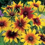 Nr 21/ zaad Rudbeckia h. Gloriosa Daisy - bio, Ophalen of Verzenden, Voorjaar, Volle zon, Zaad