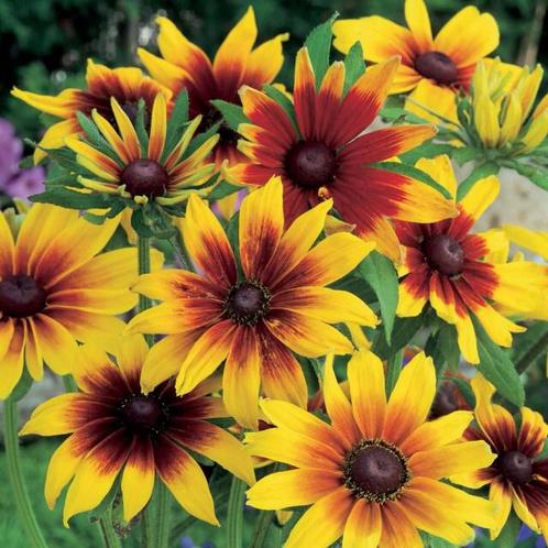 Nr 21/ zaad Rudbeckia h. Gloriosa Daisy - bio, Tuin en Terras, Bloembollen en Zaden, Zaad, Voorjaar, Volle zon, Ophalen of Verzenden