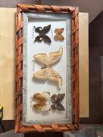 Grote ingelijste Atlas Moth & exotische vlinders – 60 cm, Ophalen of Verzenden, Zo goed als nieuw, Insect, Opgezet dier