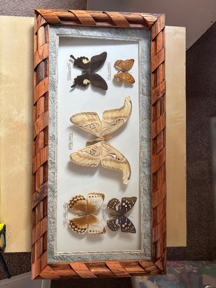 Grote ingelijste Atlas Moth & exotische vlinders – 60 cm, Verzamelen, Dierenverzamelingen, Zo goed als nieuw, Opgezet dier, Insect