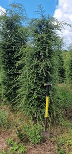 Tsuga Hemlockspar haagplanten, Ophalen of Verzenden, Overige soorten, Haag, 100 tot 250 cm