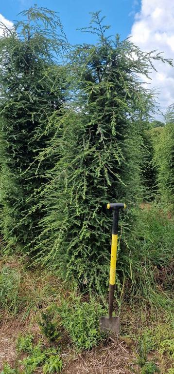 Tsuga Hemlockspar haagplanten beschikbaar voor biedingen