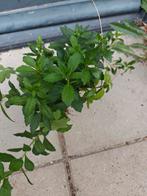 herfstasters en ander plantjes, Tuin en Terras, Planten | Bomen, Ophalen, Overige soorten, Minder dan 100 cm