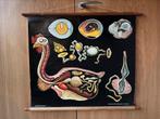 Oude schoolplaat Hagemans Düsseldorf Jung Koch, Quentell, Ophalen of Verzenden, Natuur en Biologie