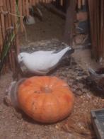 Rollers duiven, Dieren en Toebehoren, Vogels | Duiven, Meerdere dieren, Tuimelaar of Roller