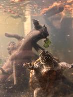 waterschildpadjes, Ophalen of Verzenden, Leeg aquarium