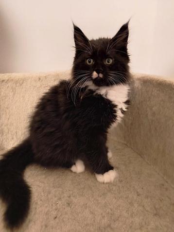 Maine Coon Kittens beschikbaar voor biedingen