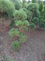 pinus peuce vormsnoei bomen, Ophalen