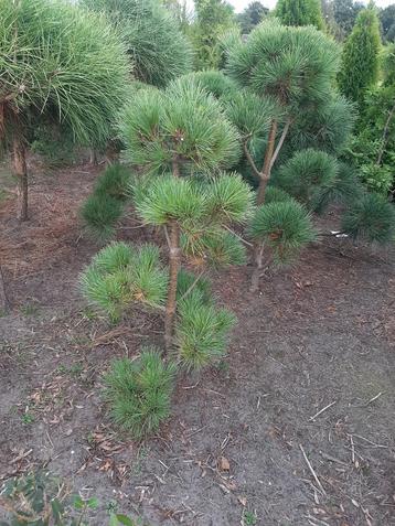 pinus peuce vormsnoei bomen  beschikbaar voor biedingen