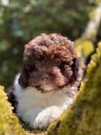 Super knappe Maltipoo puos in de kleur choco/wit, Poedel, Nederland, CDV (hondenziekte), 8 tot 15 weken
