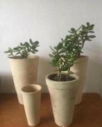 Bio Crassula Ovata in diverse vintage bloempotten, Vetplant, In pot, Minder dan 100 cm, Bloeiende kamerplant