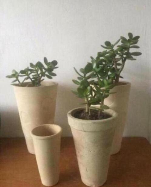 Bio Crassula Ovata in diverse vintage bloempotten, Huis en Inrichting, Kamerplanten, Vetplant, Minder dan 100 cm, Bloeiende kamerplant