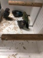 Jonge blackface parkieten, Dieren en Toebehoren, Vogels | Parkieten en Papegaaien
