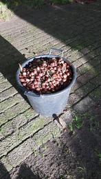 Tamme kastanje tekoop, Ophalen