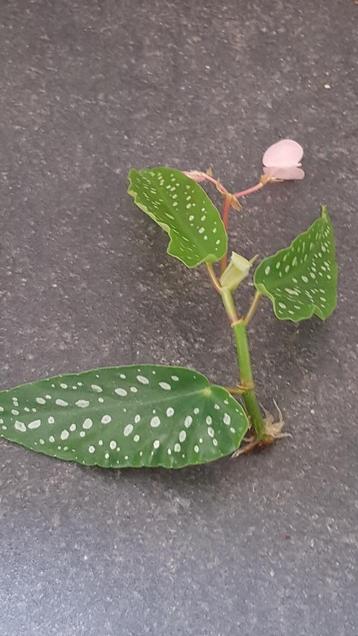 stekjes Begonia Tamaya beschikbaar voor biedingen