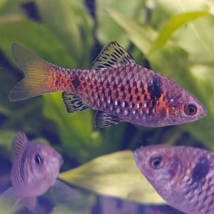 Puntius ticto, Dieren en Toebehoren, Vissen | Aquariumvissen, Vis