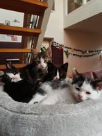 Nestje met de meest schattige kittens!😻, Dieren en Toebehoren, Meerdere dieren