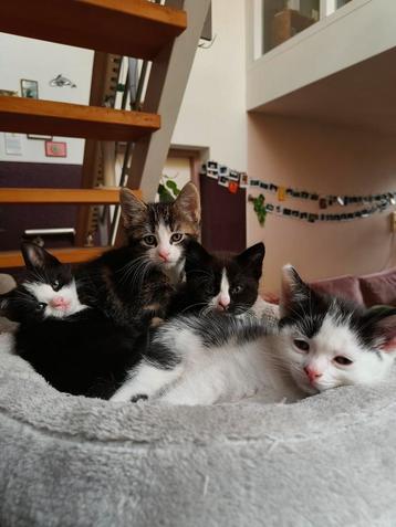 Nestje met de meest schattige kittens!😻 beschikbaar voor biedingen