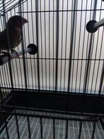 bantvink  man, Dieren en Toebehoren, Mannelijk, Tropenvogel