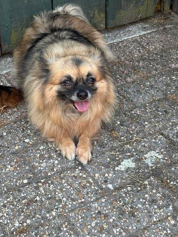 Kees/Chihuahua Coco beschikbaar voor biedingen