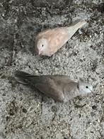 lachduif, Meerdere dieren, Tortelduif