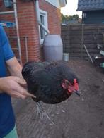 Araucana kip, Dieren en Toebehoren, Pluimvee, Vrouwelijk, Kip