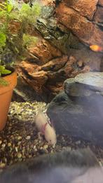 Baby axolotls, Dieren en Toebehoren