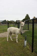 Alpaca hengst, Dieren en Toebehoren, Overige Dieren, Mei, Mannelijk