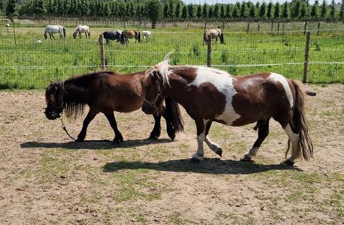 Twee hele leuke shetlander ruintjes, Dieren en Toebehoren, Pony's, Ruin, A pony (tot 1.17m), Recreatiepony, 3 tot 6 jaar, Gechipt